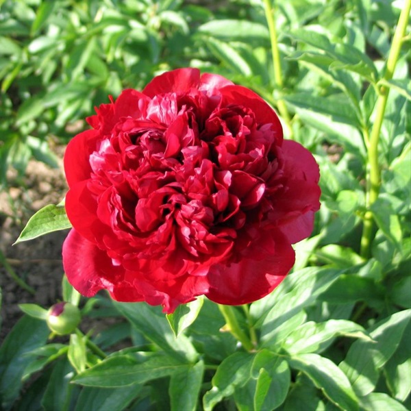 Peony Christmas Velvet Peonies Flowers and Fillers Flowers by